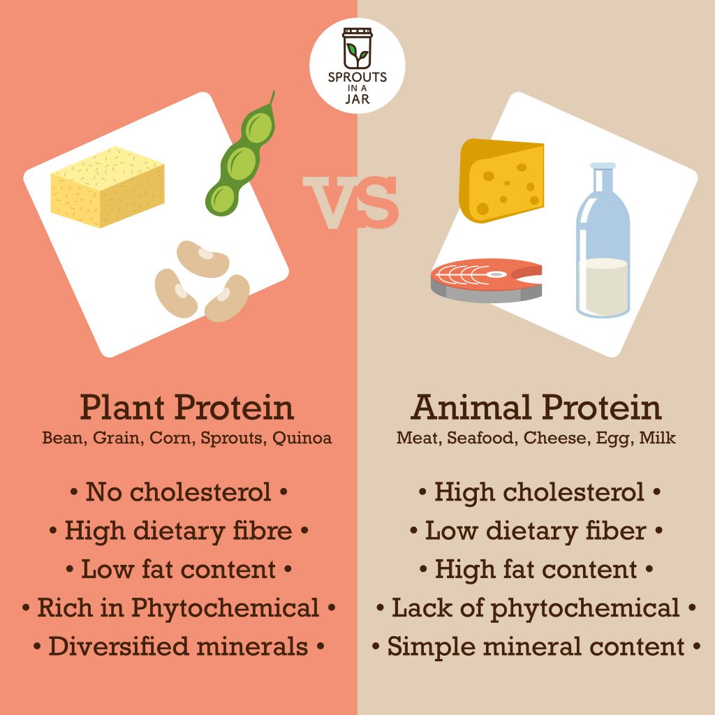 Plant Protein VS Animal Protein - Sprouts In A Jar