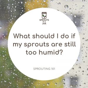 Sprouting 101: Sprouts are too humid