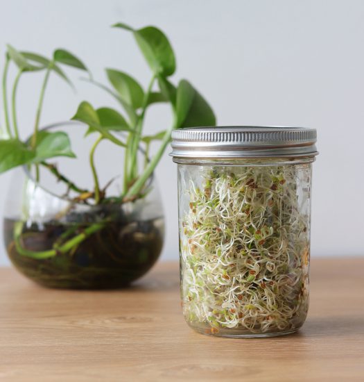 Alfalfa sprouts