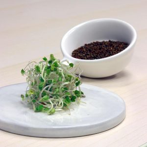 Broccoli Sprouts and Seeds