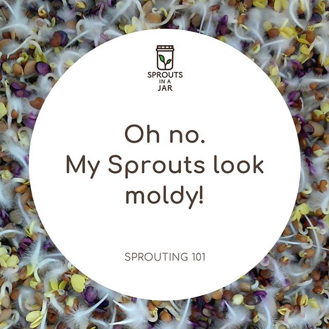 Sprouting 101: Moldy Sprouts