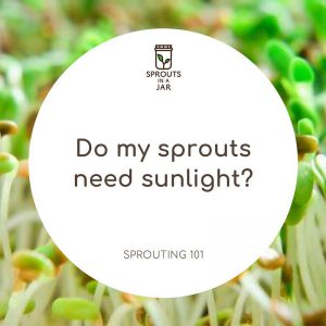 Sprouting 101: Do my sprouts need sunlight?