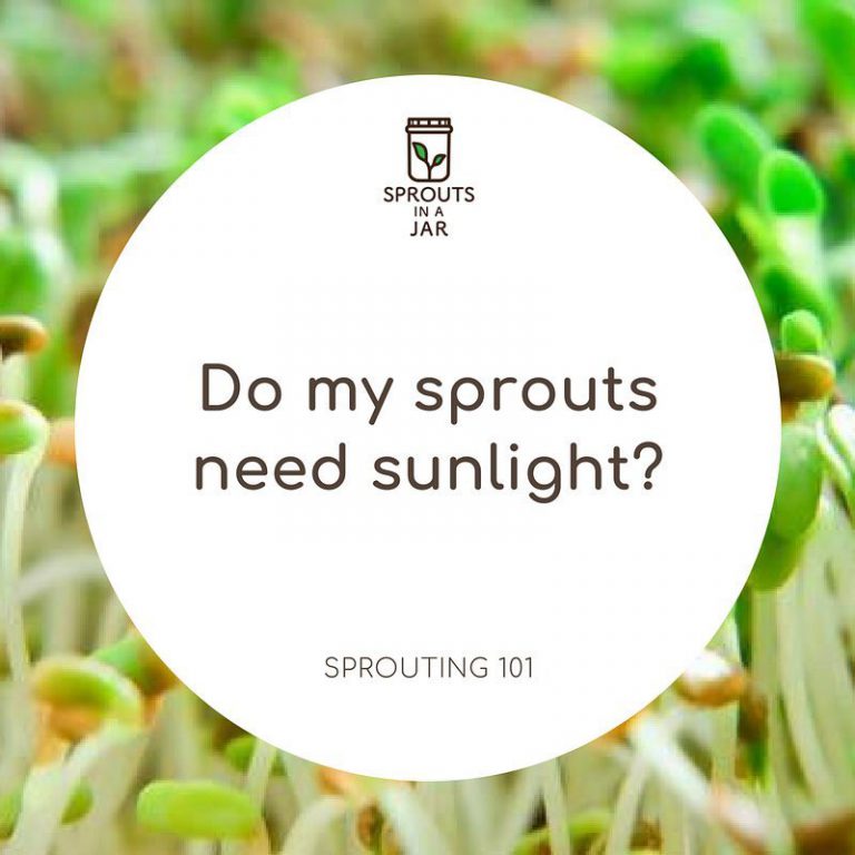 Sprouting 101 Do my sprouts need sunlight? Sprouts In A Jar