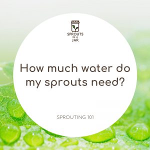 how much water do my sprouts need