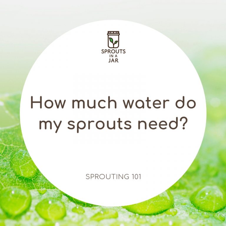 Sprouting 101 How much water do my sprouts need? Sprouts In A Jar