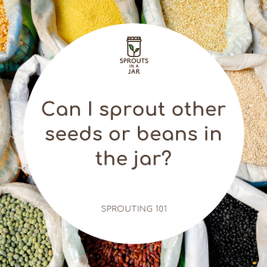 Sprouting 101: Can I sprout other seeds, grains or beans in the jar?