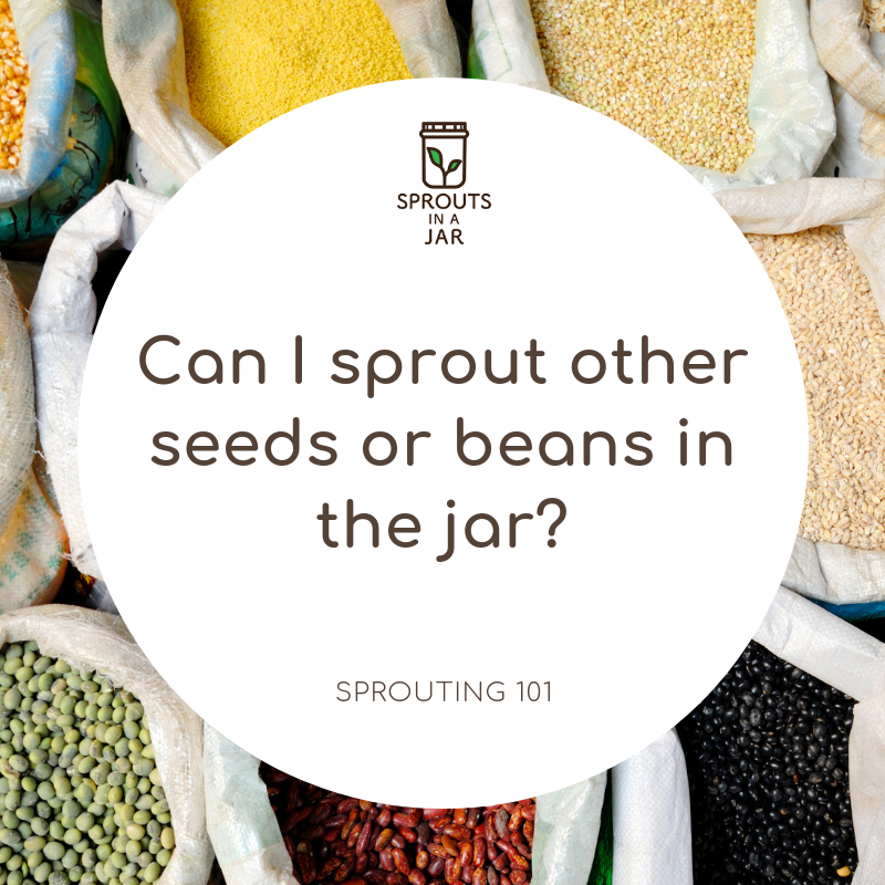 Sprouting 101: Can I sprout other seeds, grains or beans in the jar?