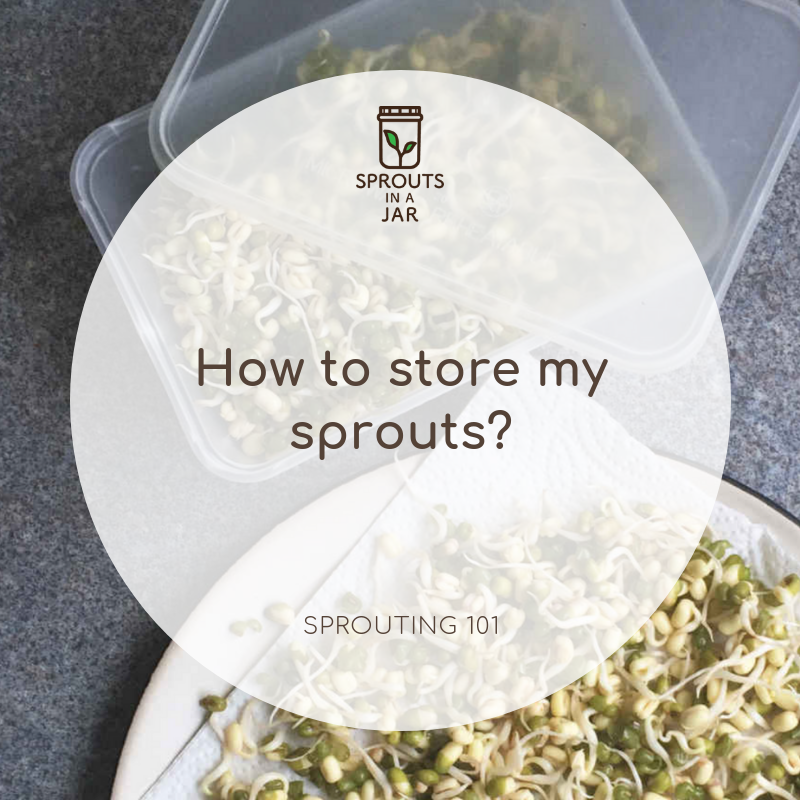 sprouts on paper towel and inside air tight container