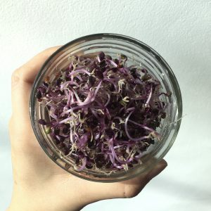 Grown Red Cabbage Top View