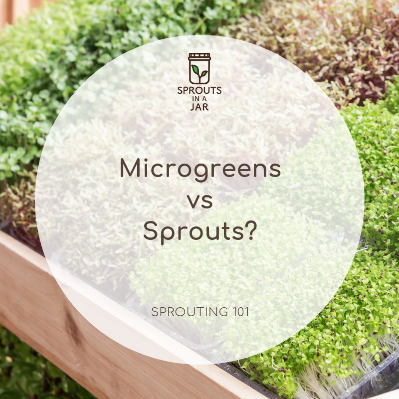 Microgreens vs Sprouts