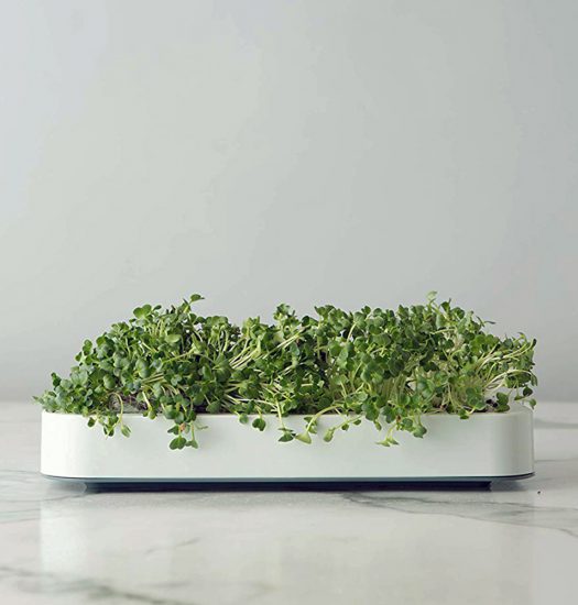 microgreens in tray