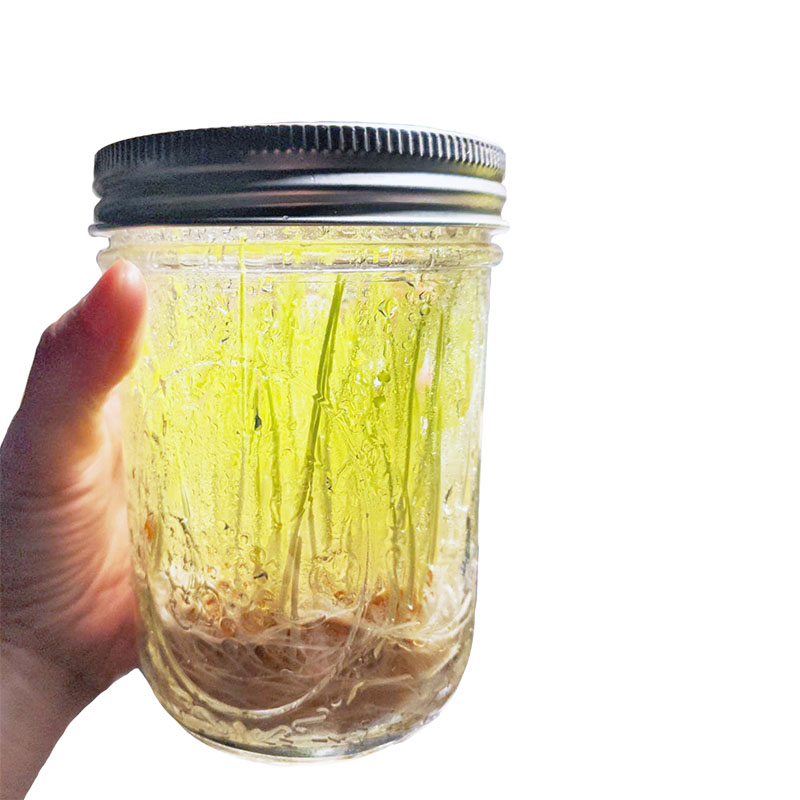 wheatgrass in a jar