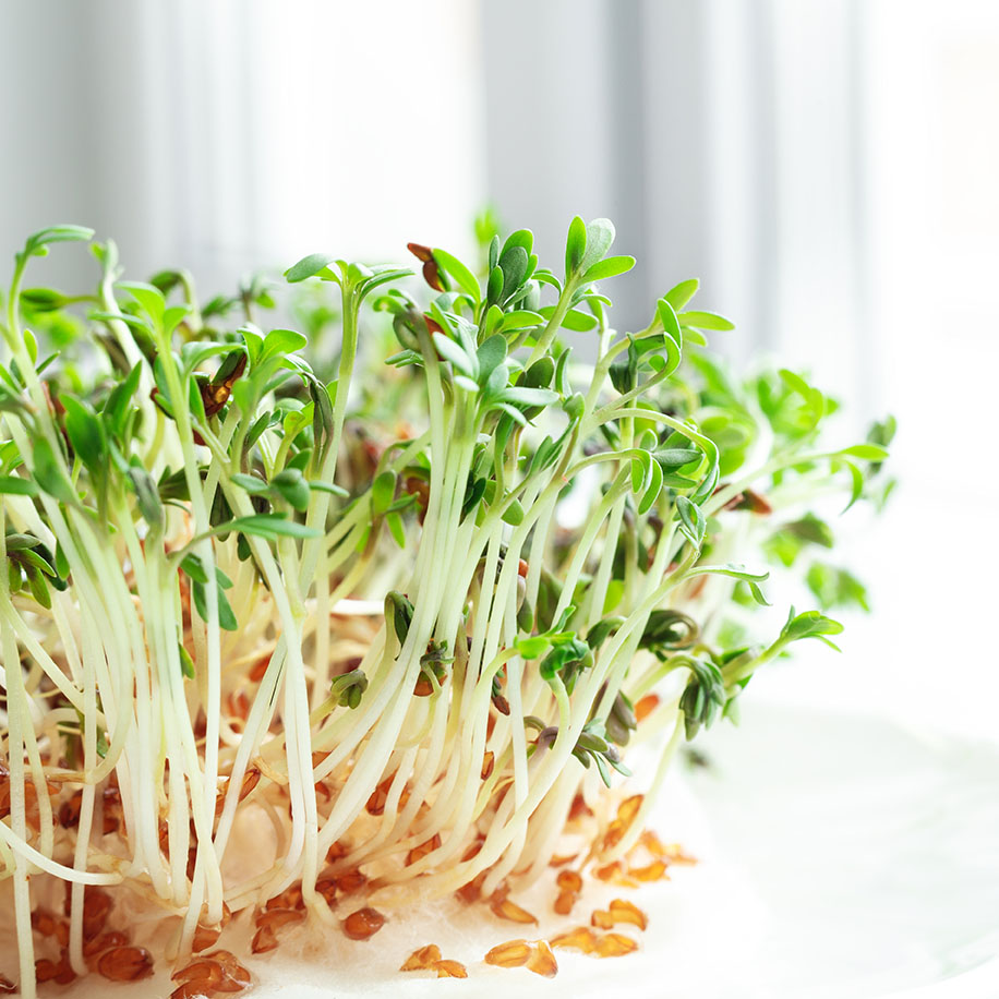 Sprouts, organic, cress, Vegetable sprouts