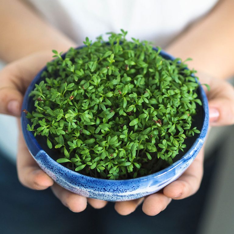 Garden Cress Seeds Sprouts In A Jar 0348