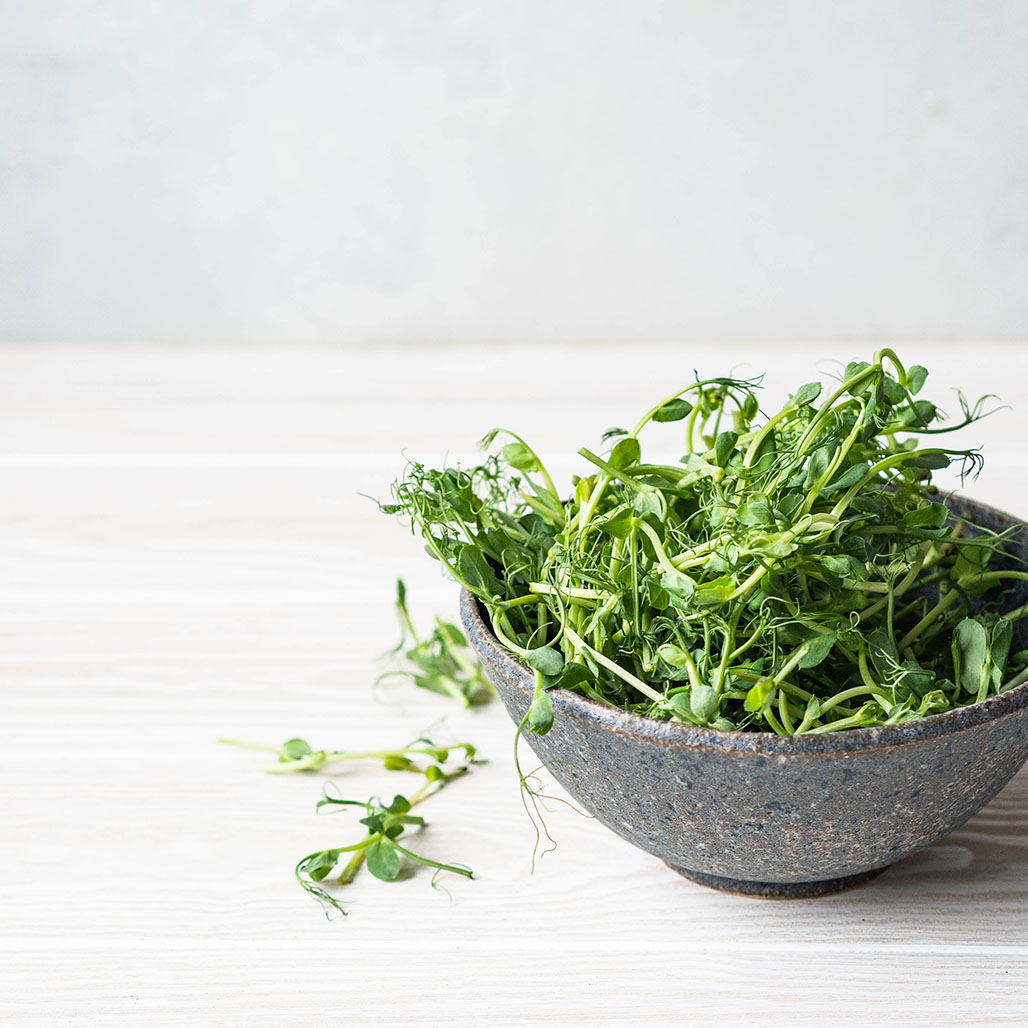 豌豆種子 Sprouts In A Jar